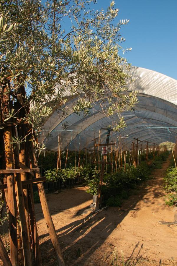 Quinta de SantAna da Várzea Abrantes Esterno foto